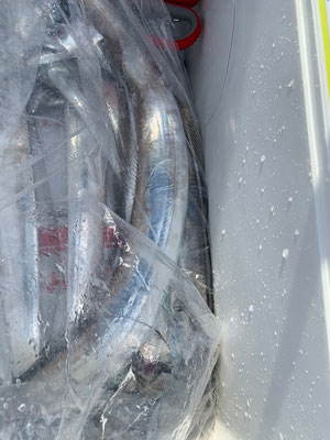 さんさん丸 釣果