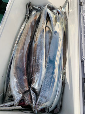 さんさん丸 釣果