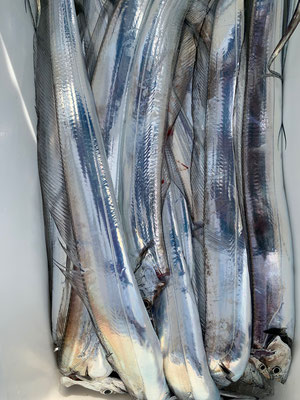 さんさん丸 釣果