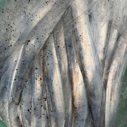 さんさん丸 釣果