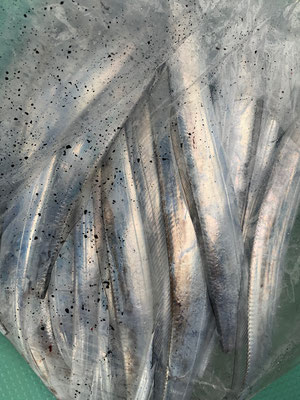 さんさん丸 釣果