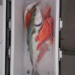 エンペラー 釣果