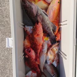 エンペラー 釣果