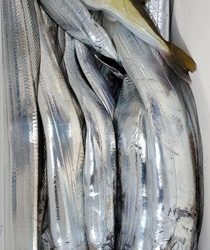 遊漁船 ニライカナイ 釣果