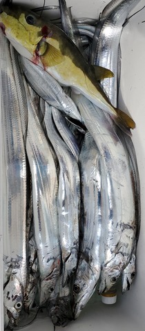 遊漁船 ニライカナイ 釣果
