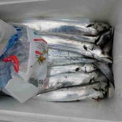 遊漁船 セトマリン 釣果