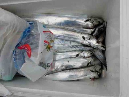 遊漁船 セトマリン 釣果