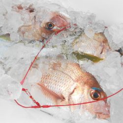 こうゆう丸 釣果