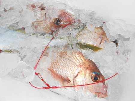 こうゆう丸 釣果