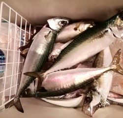 松福丸 釣果