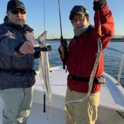 シーマジカル 釣果