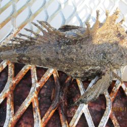 下関フィッシングパーク 釣果