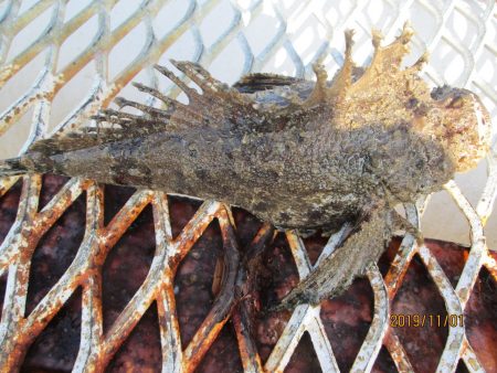 下関フィッシングパーク 釣果