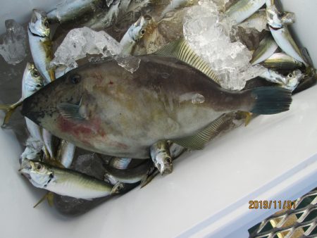 下関フィッシングパーク 釣果