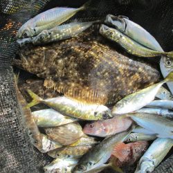 下関フィッシングパーク 釣果