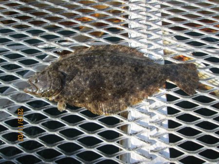 下関フィッシングパーク 釣果