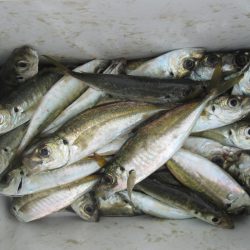 下関フィッシングパーク 釣果