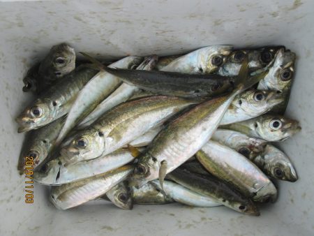 下関フィッシングパーク 釣果