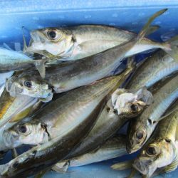 下関フィッシングパーク 釣果