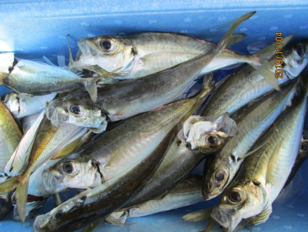 下関フィッシングパーク 釣果