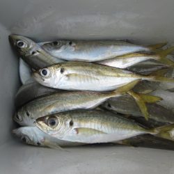 下関フィッシングパーク 釣果