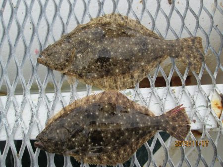 下関フィッシングパーク 釣果