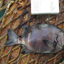 下関フィッシングパーク 釣果