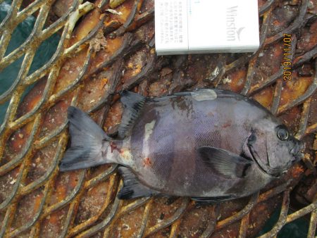 下関フィッシングパーク 釣果