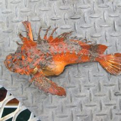 下関フィッシングパーク 釣果