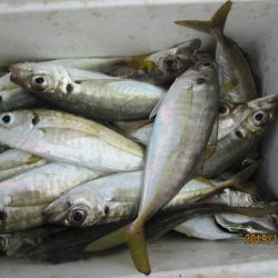 下関フィッシングパーク 釣果