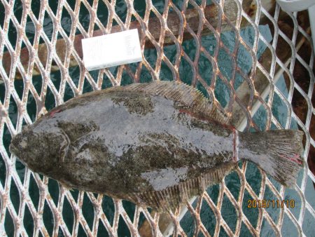 下関フィッシングパーク 釣果