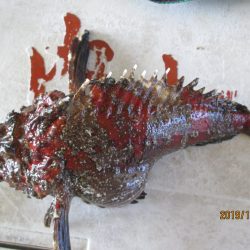 下関フィッシングパーク 釣果