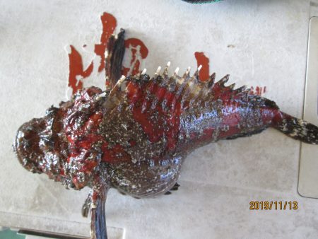 下関フィッシングパーク 釣果