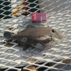 下関フィッシングパーク 釣果