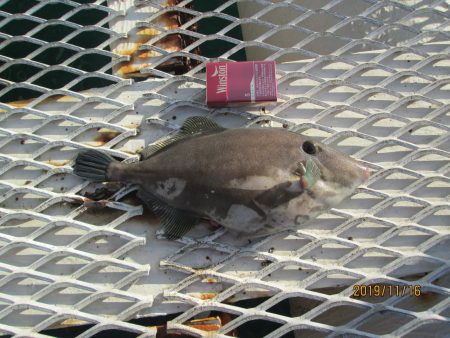 下関フィッシングパーク 釣果