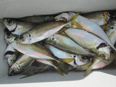 下関フィッシングパーク 釣果