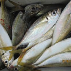 下関フィッシングパーク 釣果