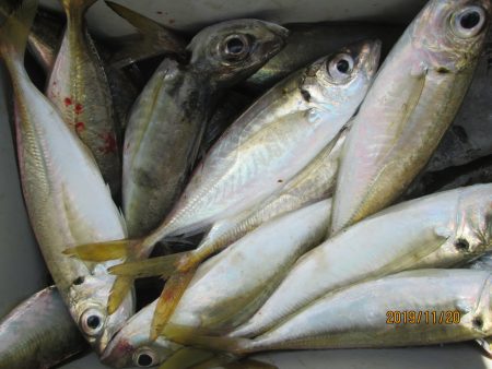 下関フィッシングパーク 釣果