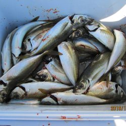 下関フィッシングパーク 釣果