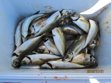 下関フィッシングパーク 釣果