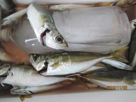 下関フィッシングパーク 釣果