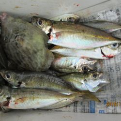 下関フィッシングパーク 釣果