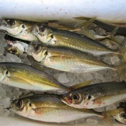 下関フィッシングパーク 釣果