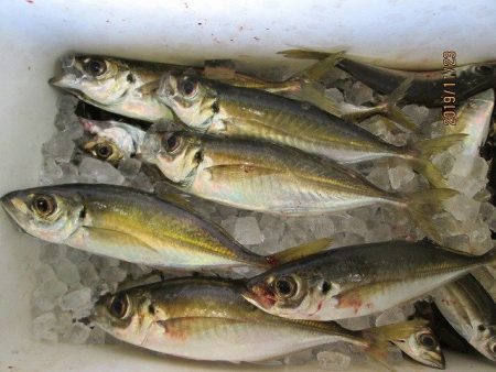 下関フィッシングパーク 釣果