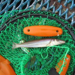 オリジナルメーカー海づり公園(市原市海づり施設) 釣果