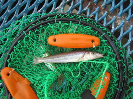 オリジナルメーカー海づり公園(市原市海づり施設) 釣果