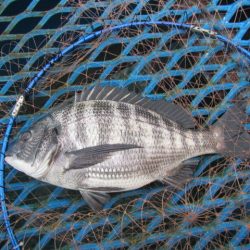 オリジナルメーカー海づり公園(市原市海づり施設) 釣果