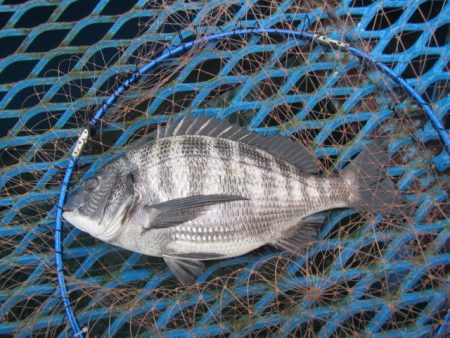 オリジナルメーカー海づり公園(市原市海づり施設) 釣果