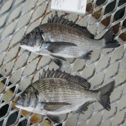 下関フィッシングパーク 釣果