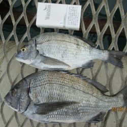 下関フィッシングパーク 釣果